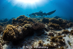 Leopard Sharks passing by coral reef at Julian Rocks, Byr... by Nick Polanszky 